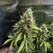 Amnesia Haze Auto Feminized Seeds (Barney's Farm)