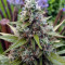 Amnesia Mac Ganja (Kera Seeds)