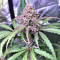 Auto Pineapple Express Seeds