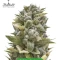 Autopilot Harvest Bundle #1