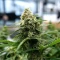 Blue Cheese (Expert Seeds) Seeds