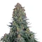 Blue Skunk Seeds
