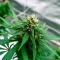 Graines de cannabis Edam Bomb (Cheese Bomb) (Bomb Seeds)