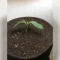 Fat Bastard Auto Seeds