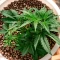 Gorilla G4 Fast Seeds