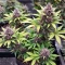 Gorilla King Auto Seeds