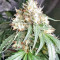 Graines de cannabis Guys Girl Scout Cookie Glue Auto (GGG1 Auto) (Dr. Krippling Seeds)