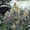 Semillas Feminizadas Mandarin Cookies R1 V2 (Ethos Genetics)