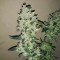 Shogun feminized seeds
