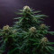 Sementes Feminizadas de Strawberry Lemonade (Barney's Farm)