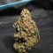 Wonder Pie Seeds (Green House Seeds)