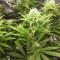 Tropicanna Banana cannabis strain