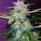 Wedding Cake feminized seeds