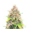 Peanut Butter Breath (Herbies Seeds)