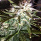 60 Day Lemon Seeds