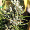 Amnesia Bilbo (Genehtik Seeds)