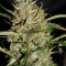 Auto Banana Blaze feminized seeds