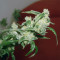 Berry Ryder Auto feminized seeds