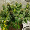 Blue Cheese cannabis strain