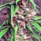 Bruce Banner #3 Seeds (Big Head Seeds)