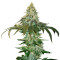 Cataract Kush Seeds
