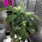 Chemdawg #4 (Big Head Seeds)
