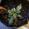 Graines de cannabis Critical Mass Automatic (Big Buddha Seeds)