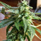 Durban Seeds (CannaBioGen)