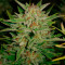 Graines de cannabis Fast & Vast Auto (Heavyweight Seeds)