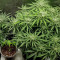 Graines féminisées de Gorilla Cookies (Big Head Seeds)