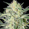 Hawaiian Punch Seeds