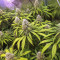 Jägg Kush (Delicious Seeds)