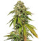 Kosher Sorbet (DNA Genetics)