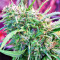Malawi Breeders Pack regular (Ace Seeds)