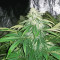 Old school Seeds