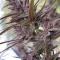 Graines de cannabis Panama Haze (Ace Seeds)