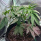 Graines de cannabis Skywalka Ghost Kush (Big Head Seeds)
