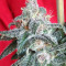 Snow Moon Seeds