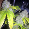 Graines de cannabis Sour Kosher (DNA Genetics)