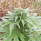 Super Skunk Autoflower (Seedstockers)