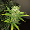 Tangie'matic Auto Seeds
