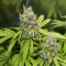 Semillas feminizadas Trainwreck