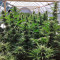 Zamaldelica feminized seeds