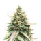 Berry Bomb Auto feminized seeds