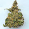 Big Bomb Auto feminized seeds