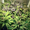 Graines de cannabis Blue Pyramid (Pyramid Seeds)