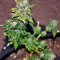 Blue Sherbet S1 strain