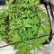 Bruce Banner Autoflower Feminized Seeds (Seedkeepers)