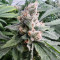 Graines de cannabis Critical Daddy (BlimBurn Seeds)