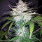 Cropical Fruit Auto (Cream of the Crop Seeds)